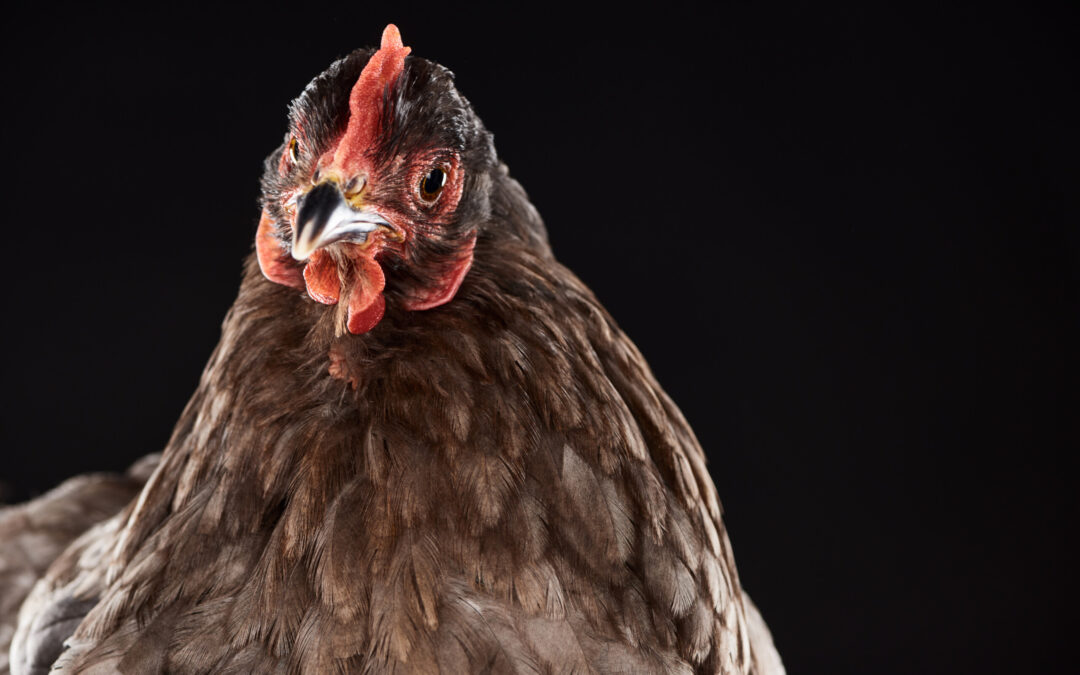 This is a promise not to ‘chicken out’ again